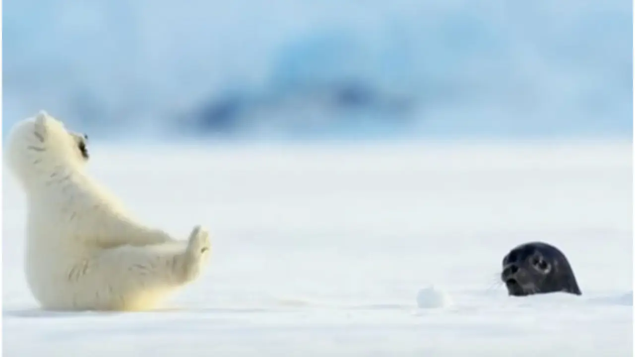 Watch: Adorable Baby Seal Startles Polar Bear Cub, Hearts Melt Online