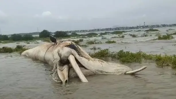 100-foot-long Whale Carcass Washes Ashore in Maharashtra's Palghar Whale carcass washes ashor
