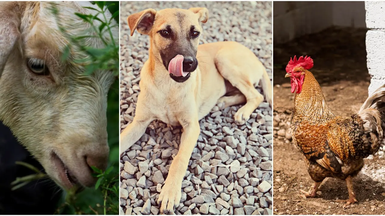 'What About Chickens & Goats? Don’t They Have Lives?': SC On Plea Of Stray Dog Lovers