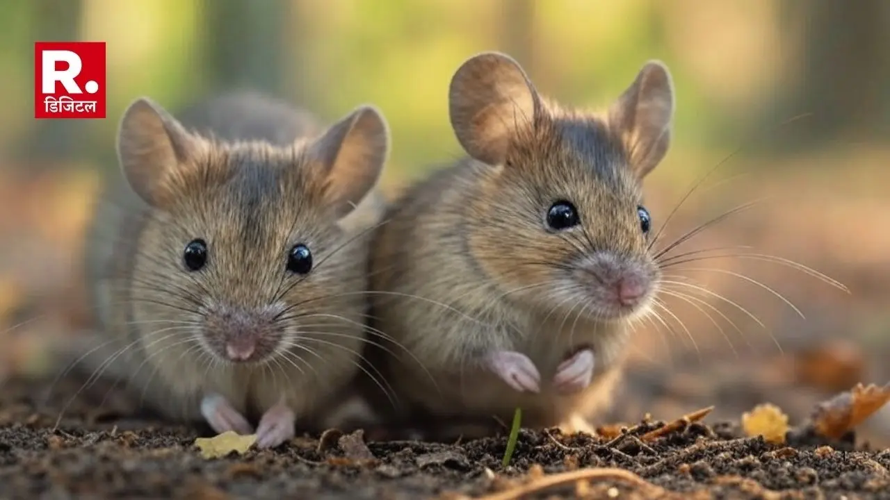 What is Hantavirus