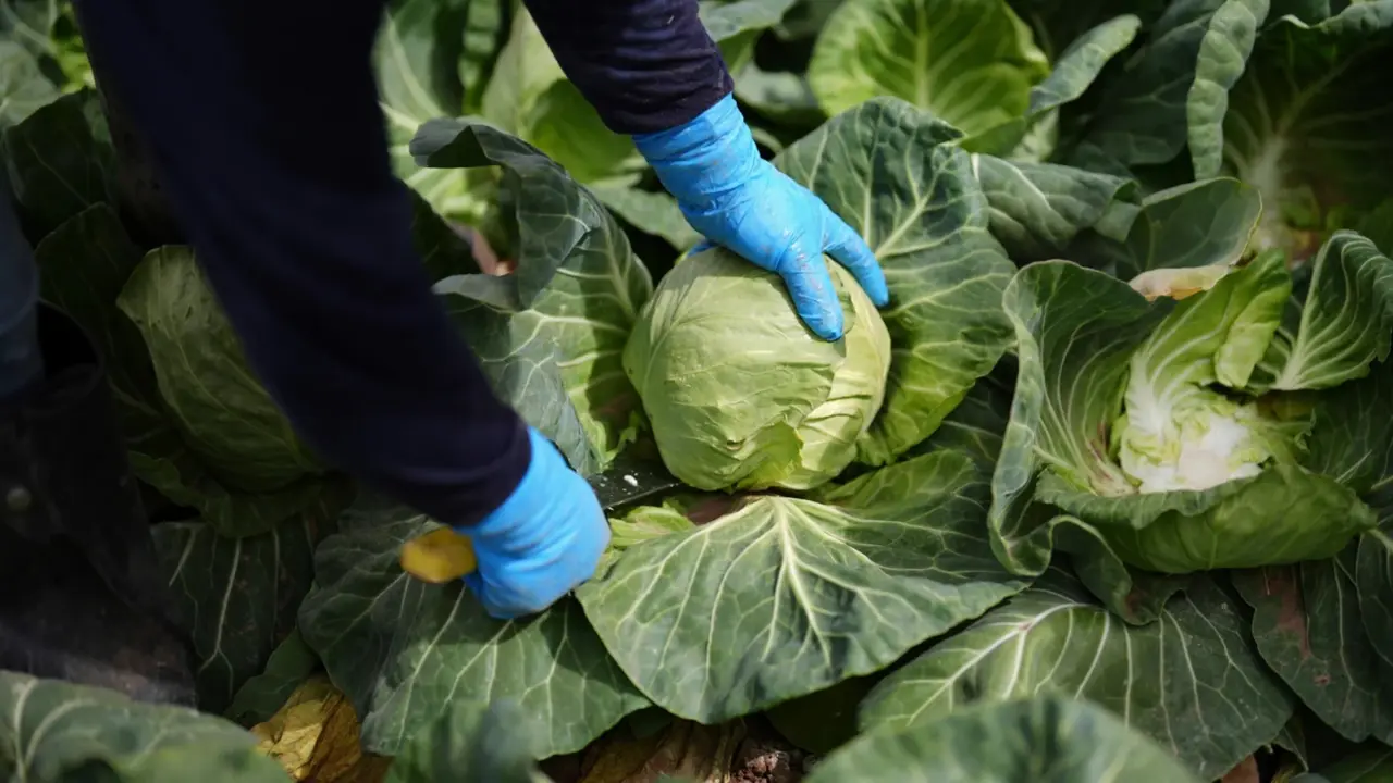 What is ‘planetary health diet’?