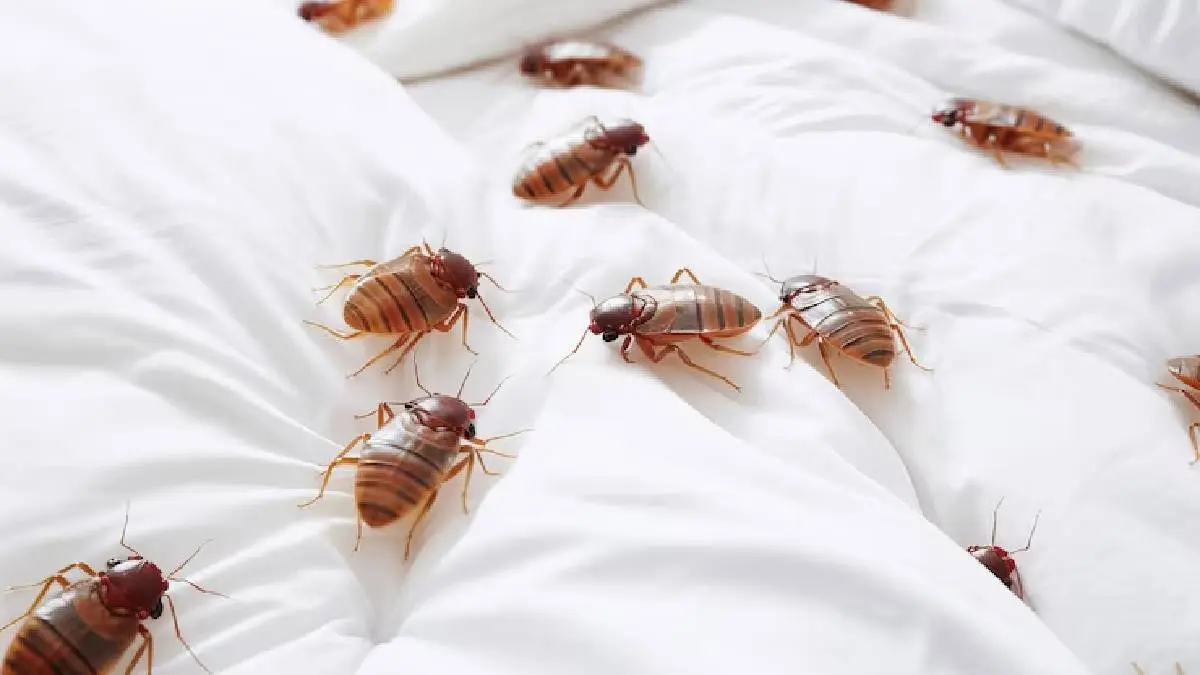 What kills bed bugs permanently