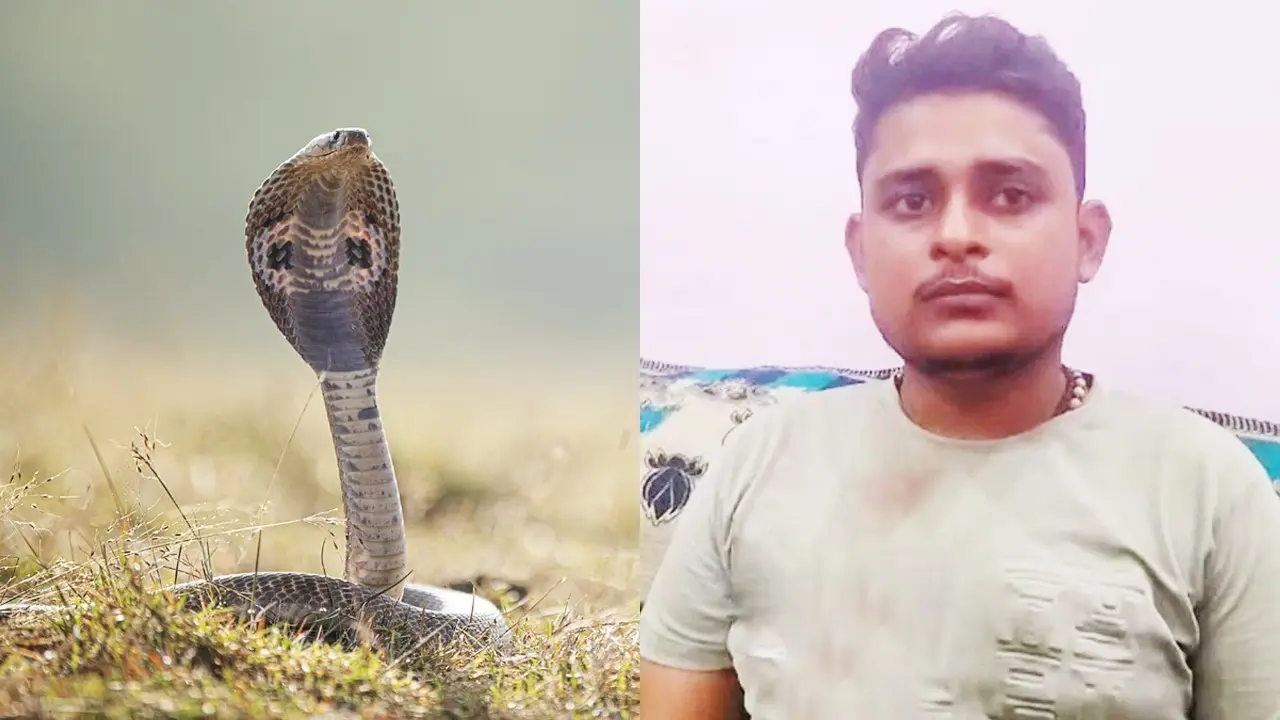 snake Bitten 7 times in 40 days