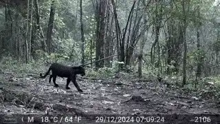 Video Captures Rare Melanistic Leopard With Cub in Nayagarh Forests of Odisha | WATCH Rare black leopard spotted in forests of Odisha