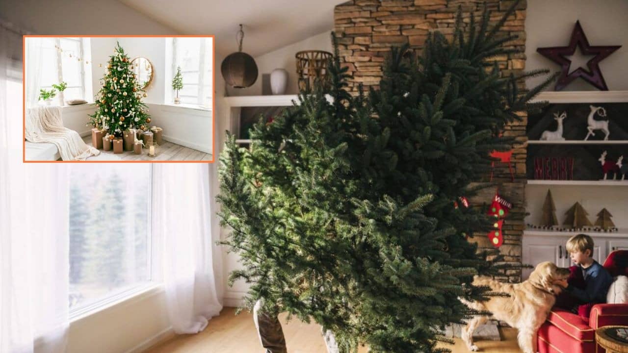 When Is the Right Time To Take Down Your Christmas Tree?