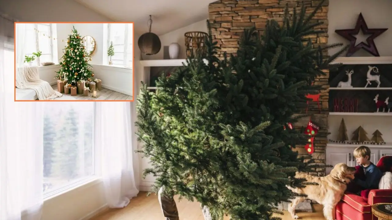When Is the Right Time To Take Down Your Christmas Tree?