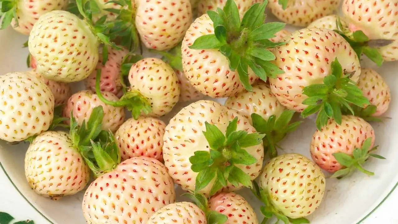 Have You Ever Tried White Strawberries? Here’s Everything You Need to Know About This Rare Fruit White strawberries