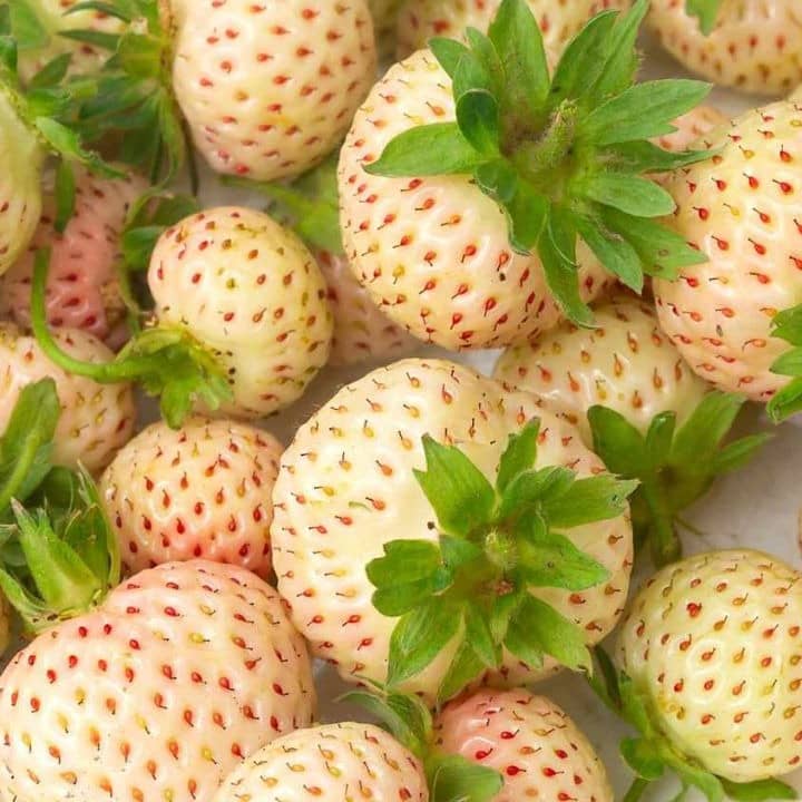 White strawberries