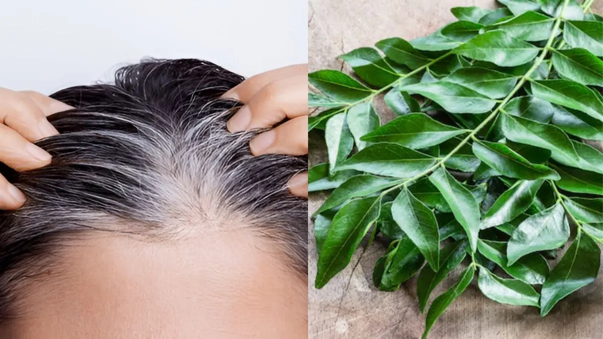 white to black hair remedy using curry leaves and coconut oil on scalp safed balo ko kala karne ke upay