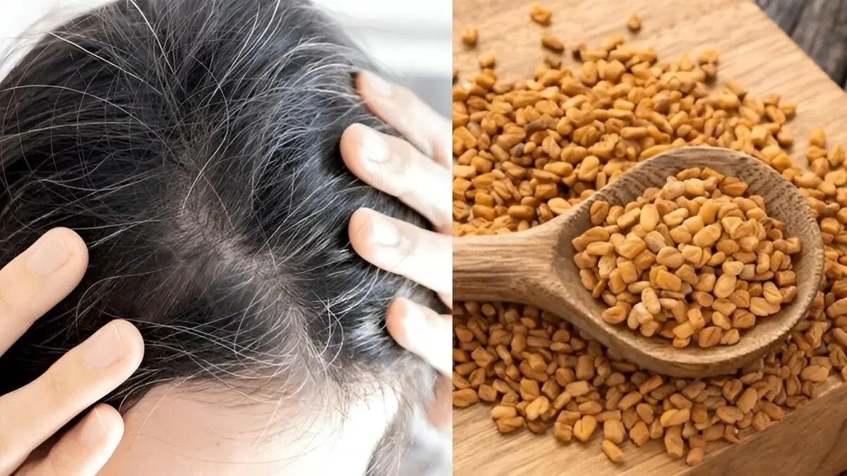 white to black hair using fenugreek seeds on hair methi dana ko balon mein lagane ka tarika safed balo ko kala karne ke upay