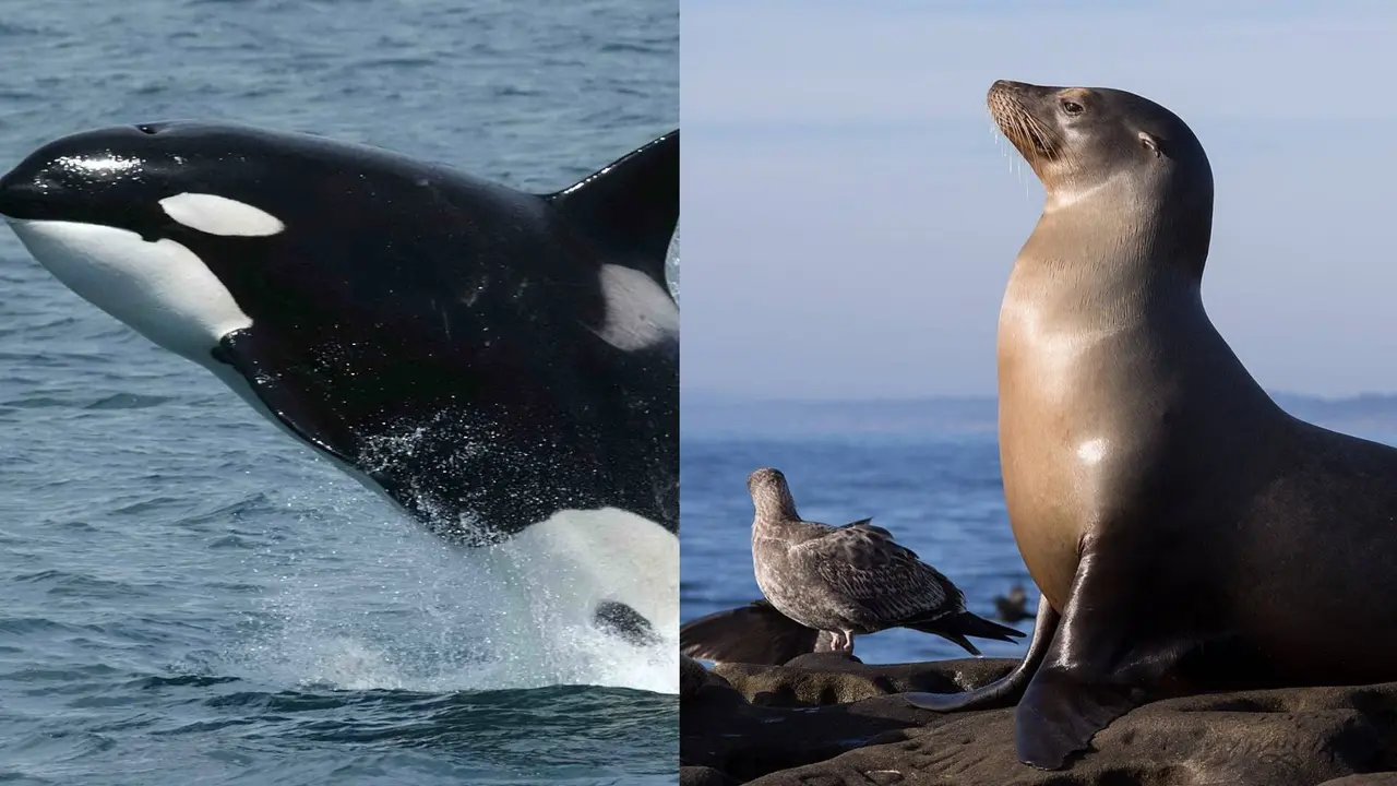 Who is the king of the sea world