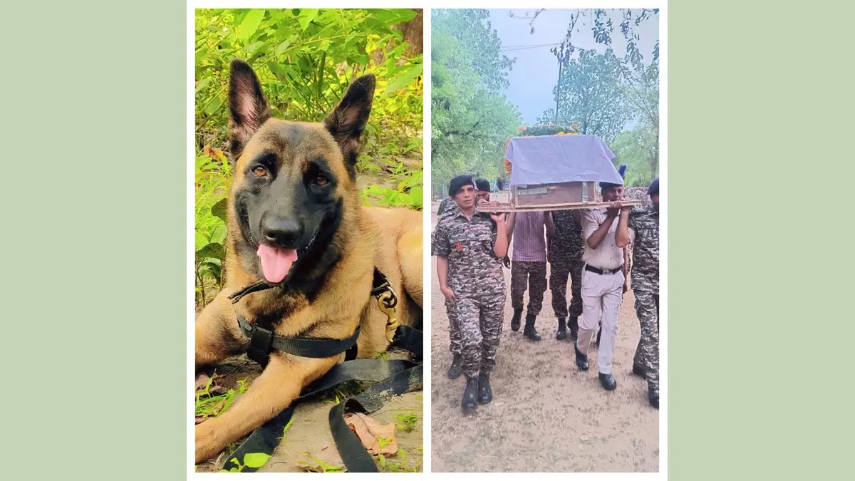 Who Was Rolo the Braveheart? Know CRPF’s Canine Hero Who Died In Line of Duty After Being Stung By Bees 200 Times Who Was Rolo the Braveheart? Know CRPF’s Canine Hero Who Died In Line of Duty After Being Stung By Bees 200 Times