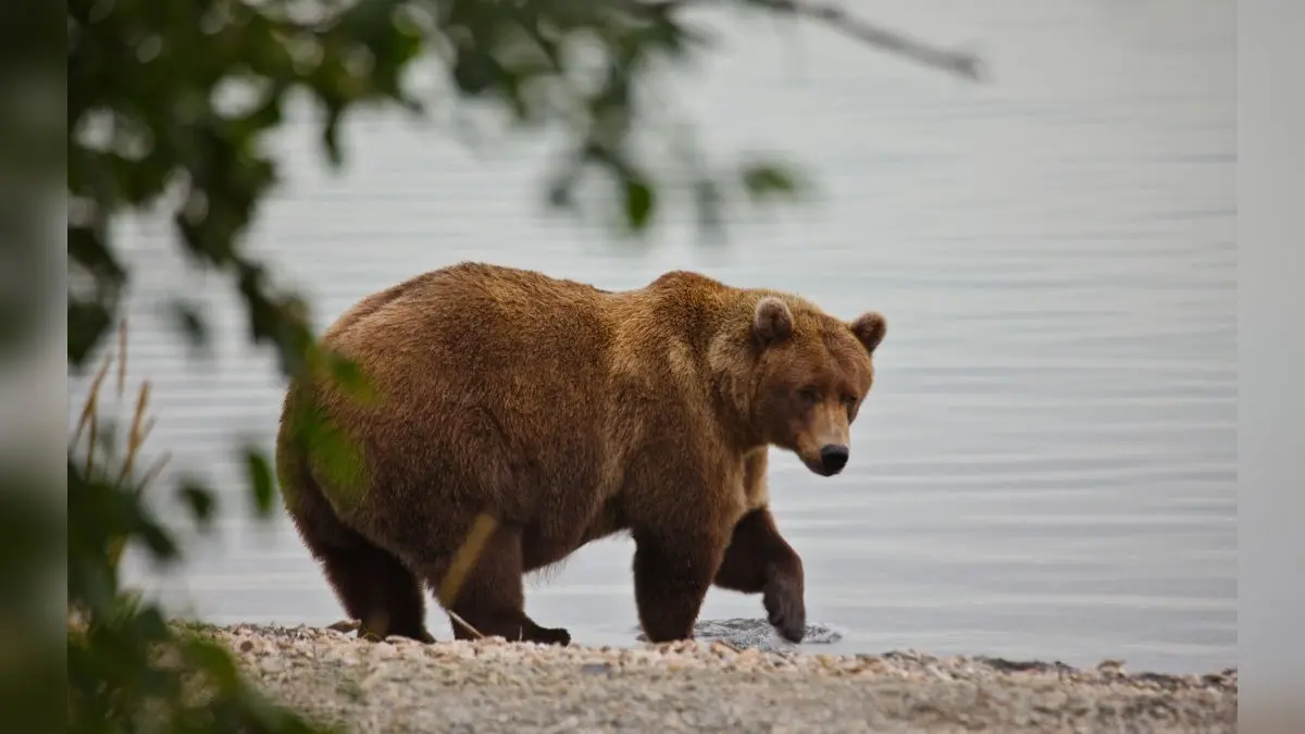 Who’s the Fattest Bear in Alaska? Fat Bear Week 2025 Voting Begins; Meet All 12 Contestants