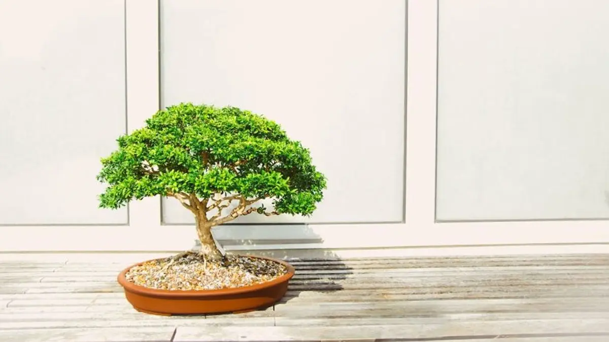 Why You Should Buy Bonsai Plants for Your Home