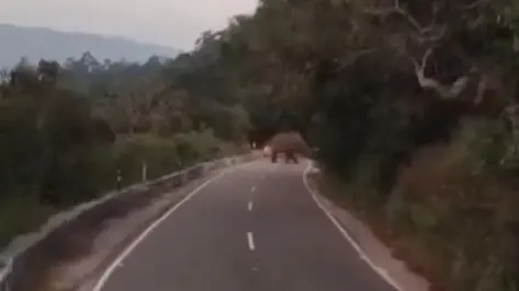 Wild elephant attacked German tourist
