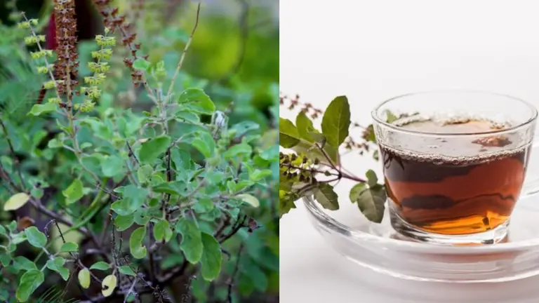 Winter Tulsi Tea Benefits: सर्दी में रोजाना तुलसी की चाय पीने से होते हैं ये जबरदस्त फायदे, आज से ही पीना करें शुरू Winter Tulsi Tea Benefits
