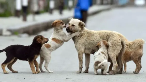 5 Puppies Burnt Alive by Two Women in Uttar Pradesh’s Meerut women burn five puppies alive in Meerut