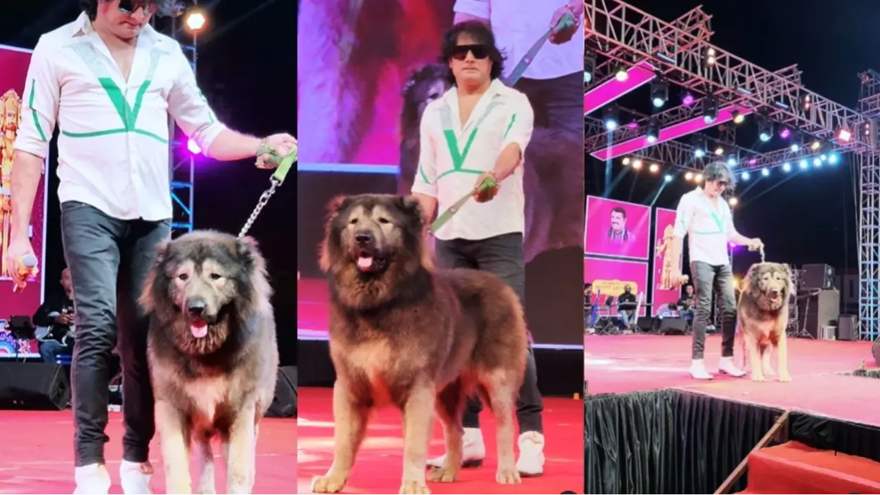 World's Most Expensive Wolfdog