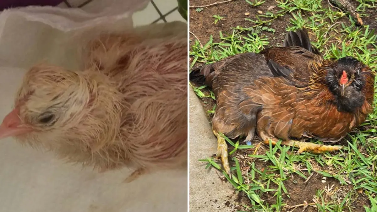 World's Oldest Chicken and Guinness Record Holder 'Pearl', Turns 14 | VIDEO World's Oldest Chicken In The World, Pearl, Turns 14 Years Old | WATCH