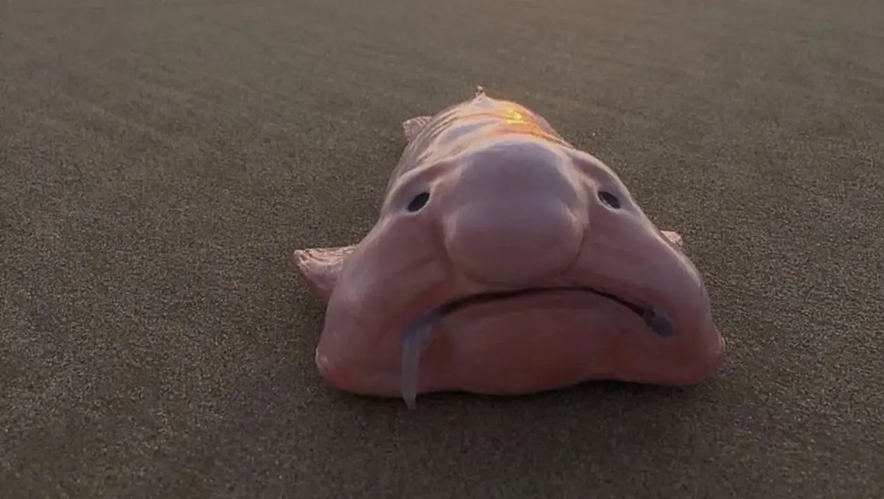 'World's Ugliest Animal' Is New Zealand's Fish Of The Year