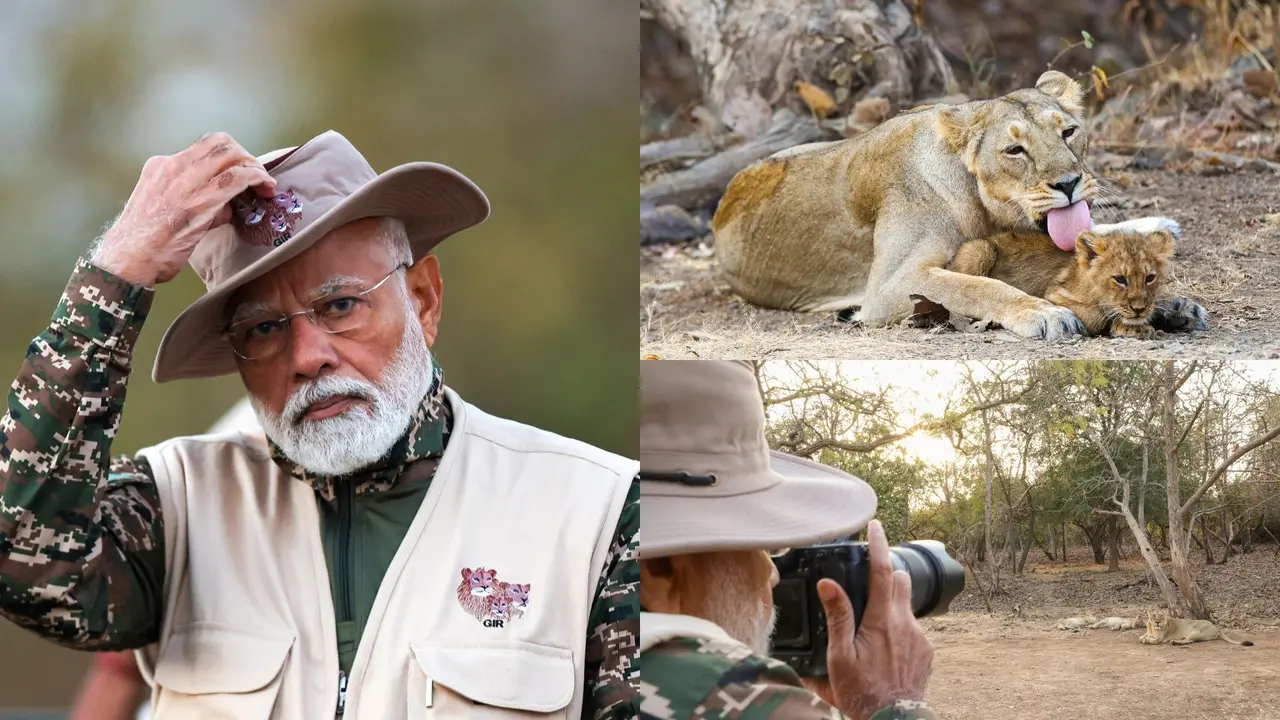 World Wildlife Day: PM Modi Goes on Lion Safari in Gujarat