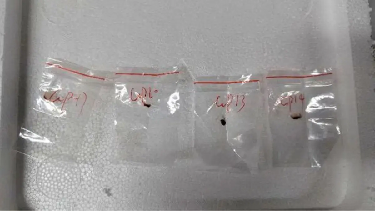 Worse Than Covid-19: China Accused Of Smuggling Toxic Fungus Fusarium Graminearum, Experts Warn Of Biological Threat To US