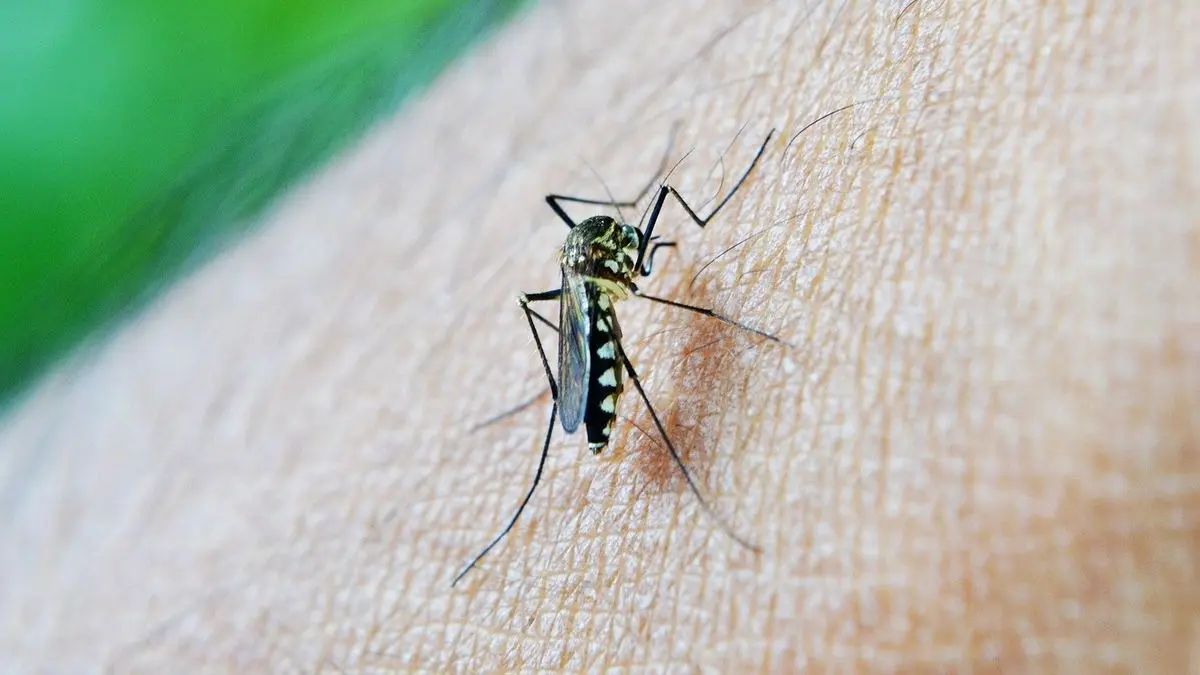 Yellow Fever Symptoms Treatment