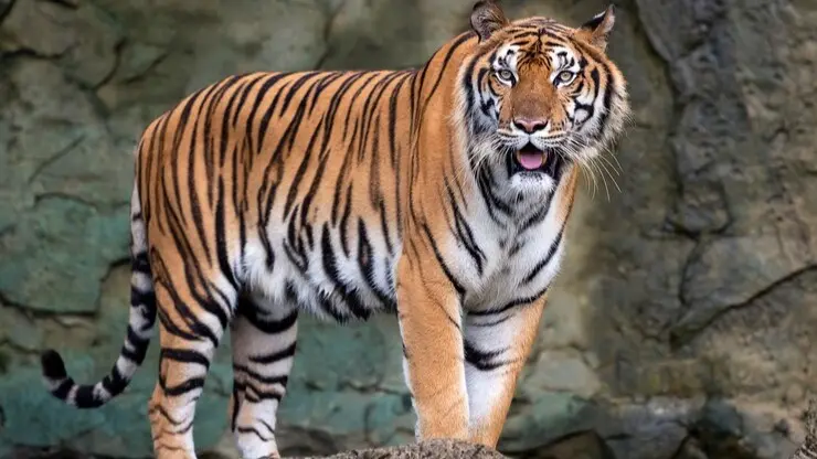 Zoo Sells Tiger Urine for Arthritis Cure