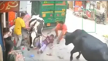 girl and cow VIRAL VIDEO