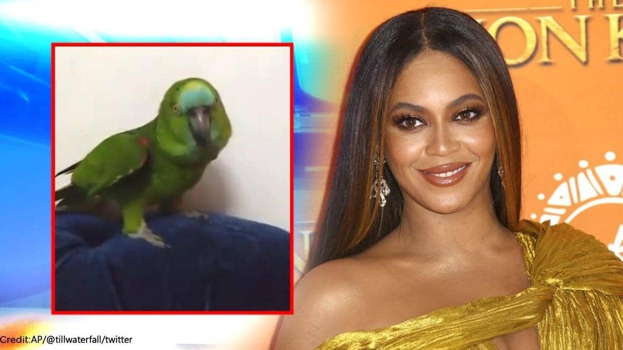 Beyonce को मिला अपना ‘कंपटीशन’, तोते को सिंगर का गाना गाते देख चौंके ...