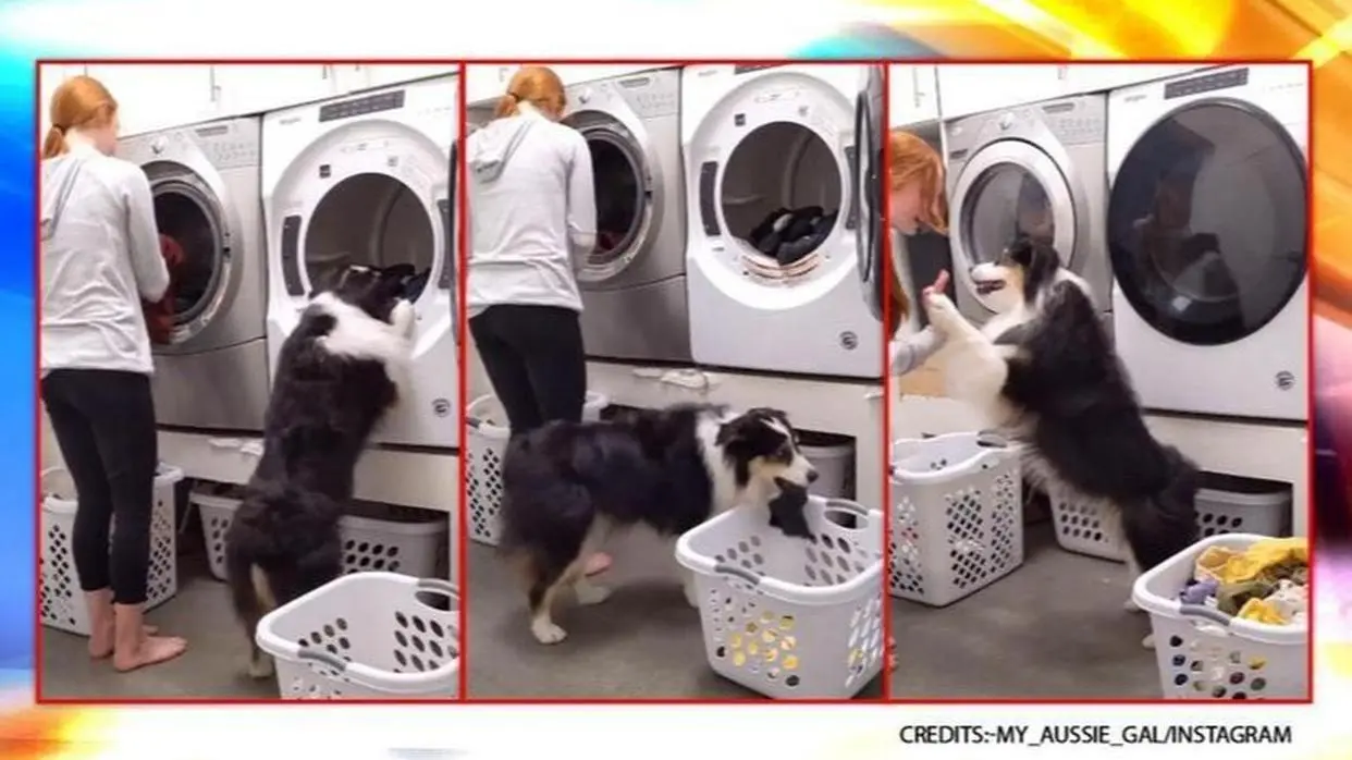 Australian pet Dog Helps Owner Do Laundry
