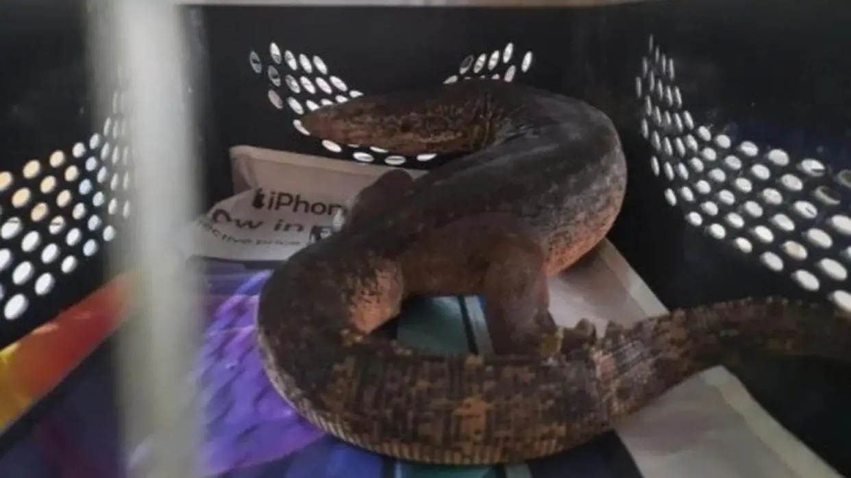 Image credits and inputs: Pawan Sharma