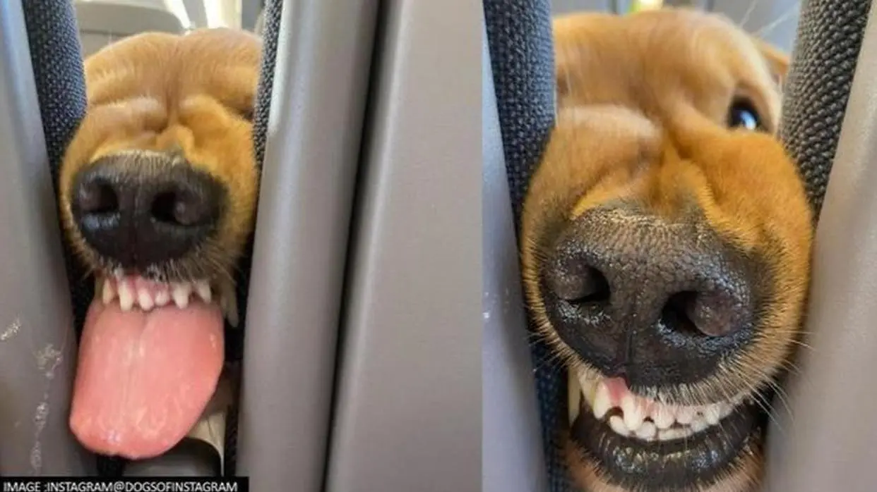 Golden Retriever doggo
Image: Instagram/@dogsofinstagram