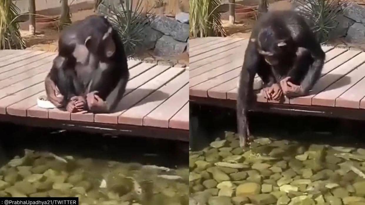 Viral: फुर्सत में मछलियों को दाना डालता दिखा Chimpanzee; Video खींच रहा ...