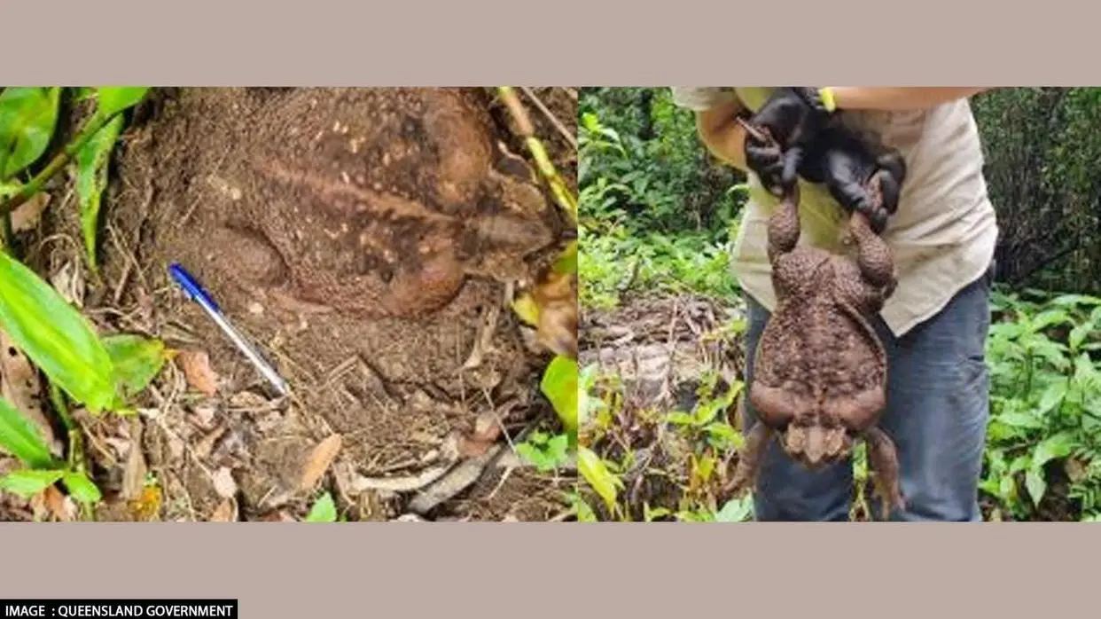 pc: queensland government