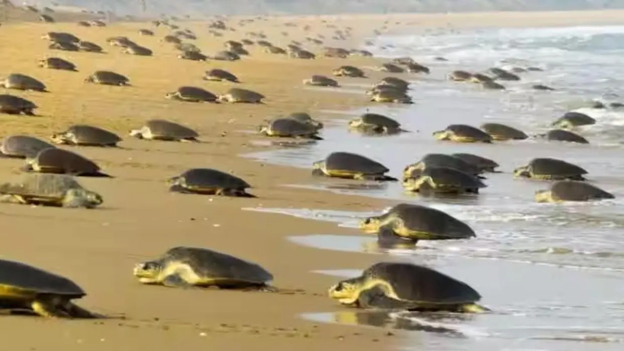 Olive Ridley Turtles(PC : ANI)