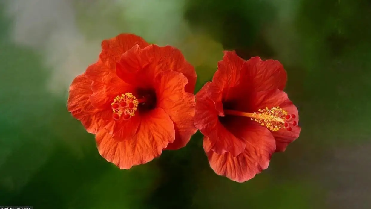 Hibiscus flower Benefit