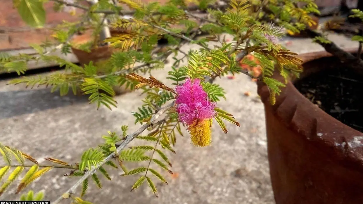 Vastu Tips For Shami Plant