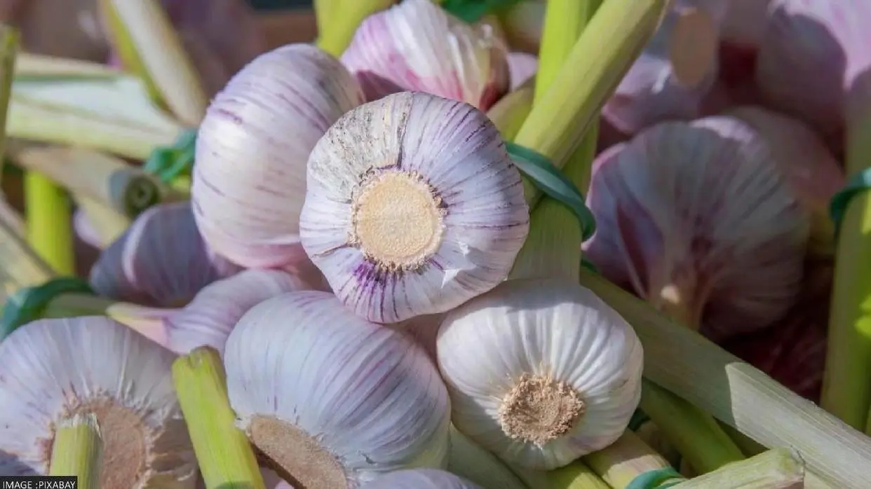 Garlic In Summer
