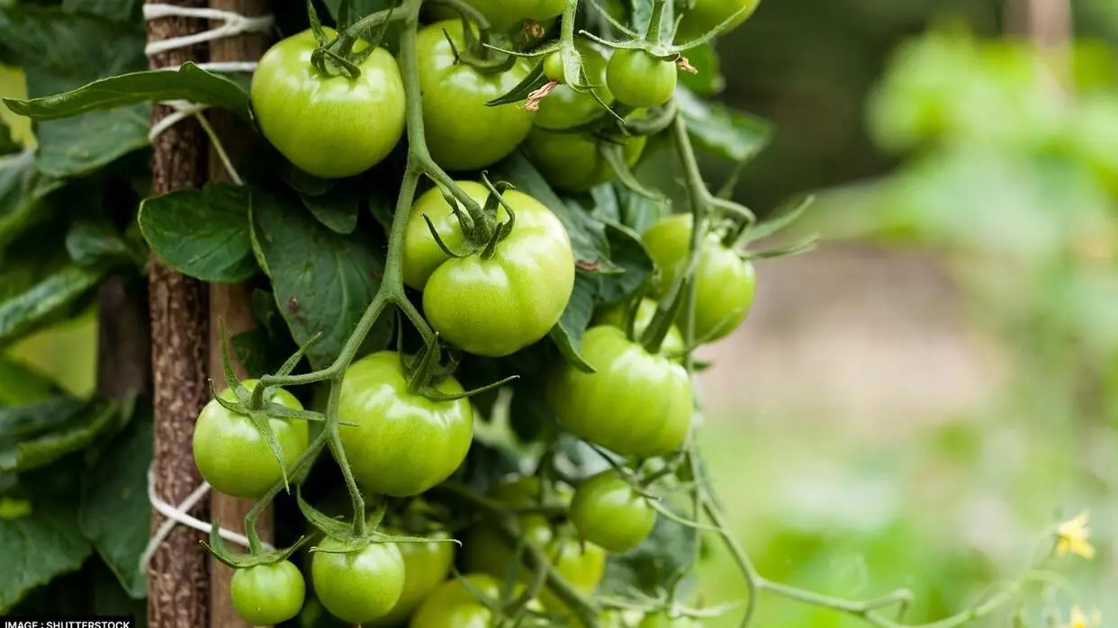 Benefits Of Green Tomatoes