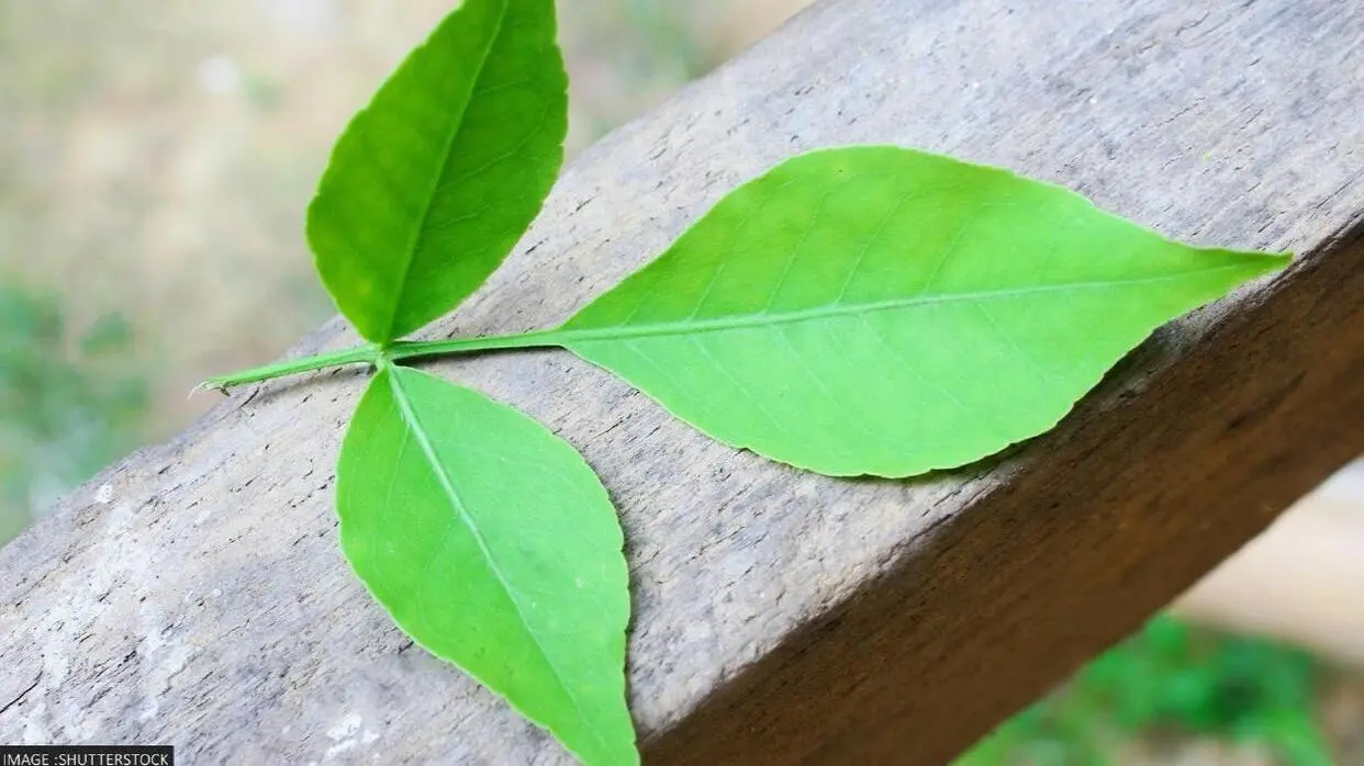 Ghar Ki Kis Disha Me Rakhe Bel Patra