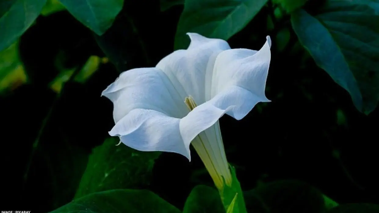 Datura Ki Khasiyat