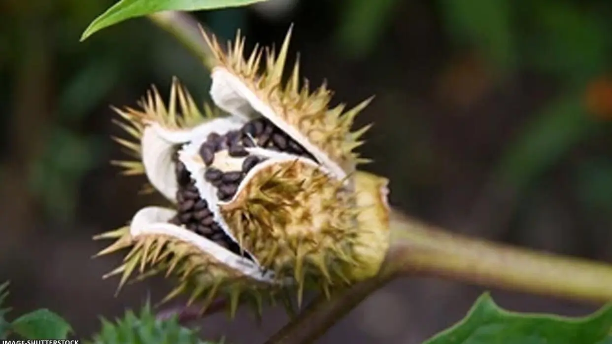 Sawan Me Kare Dhature Ke Upay