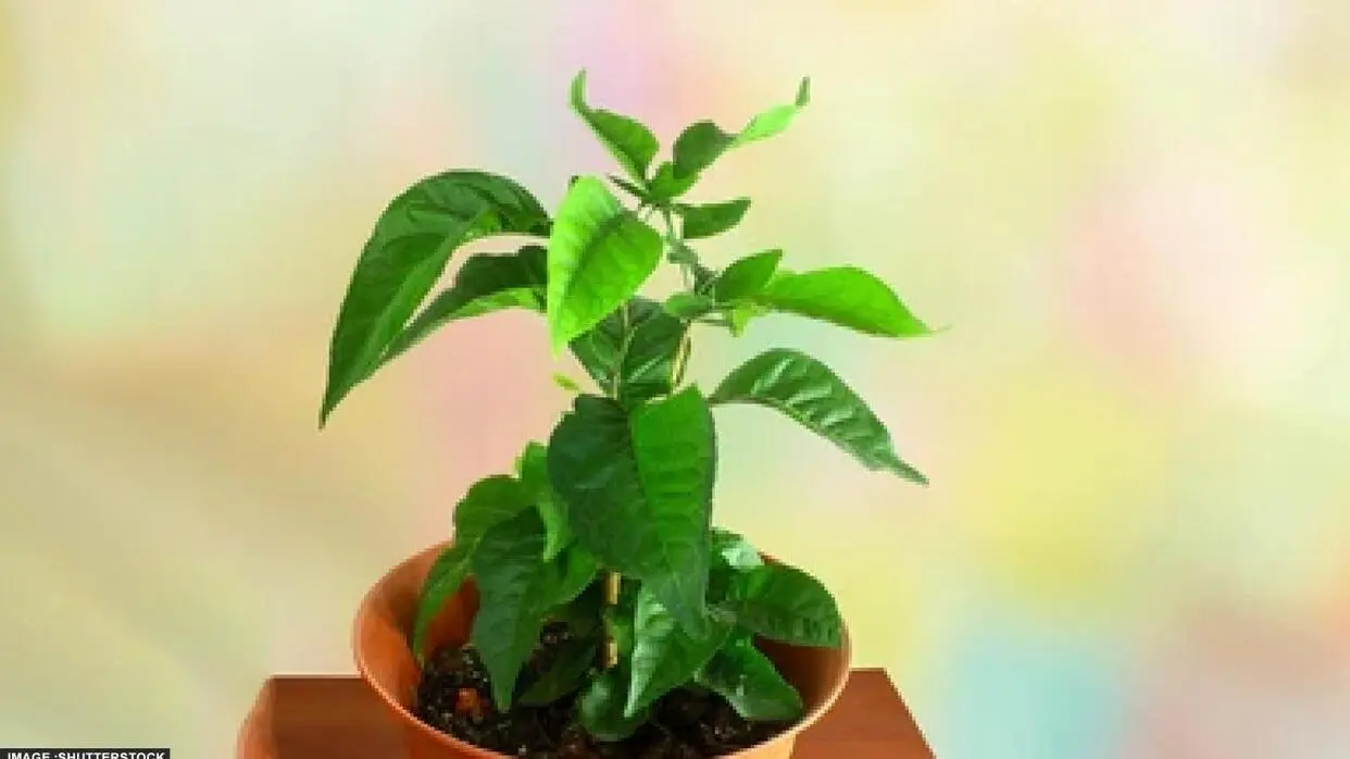 Bel Patra Ghar Lane Ke Niyam