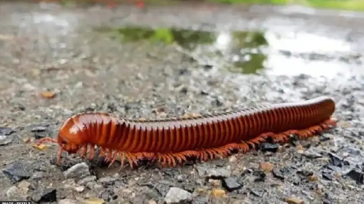 Rain Bugs: मानसून के दिनों में कीड़े-मकोड़ो की एंट्री होगी बैन! इन तरीकों से करें बचाव How To Get Rid Of Rain Bugs