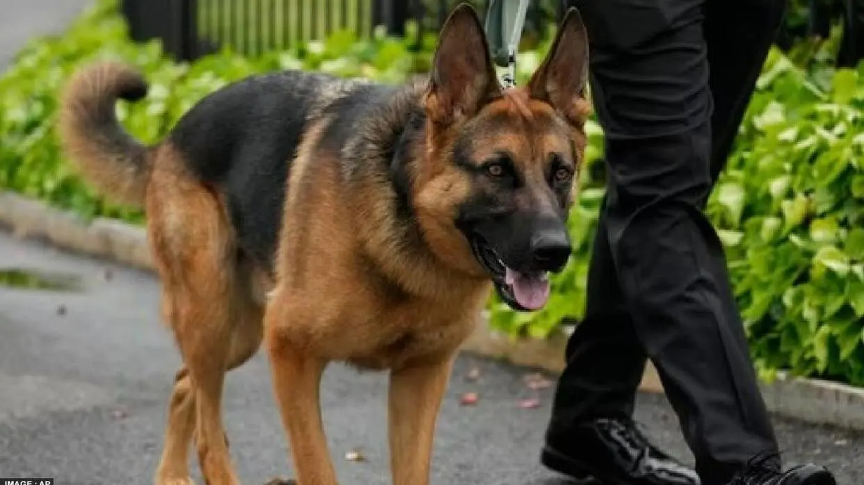 Joe Biden Dog Commander