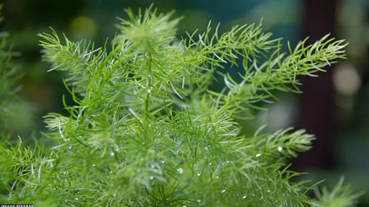 Benefits Of Shatavari Plant