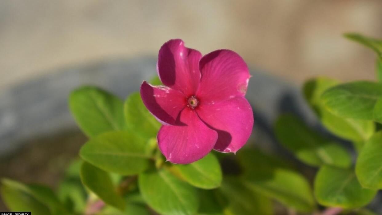 Image of Beautiful Closeup Photograph Of Sadabahar Or Periwinkle  Flower.-JO542235-Picxy