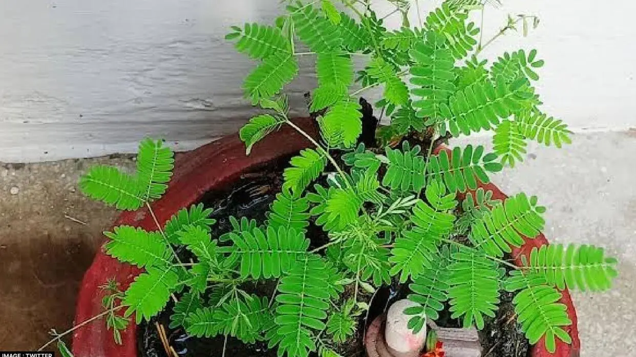 Kyo Ki Jati Hai Shami Plant Ki Puja