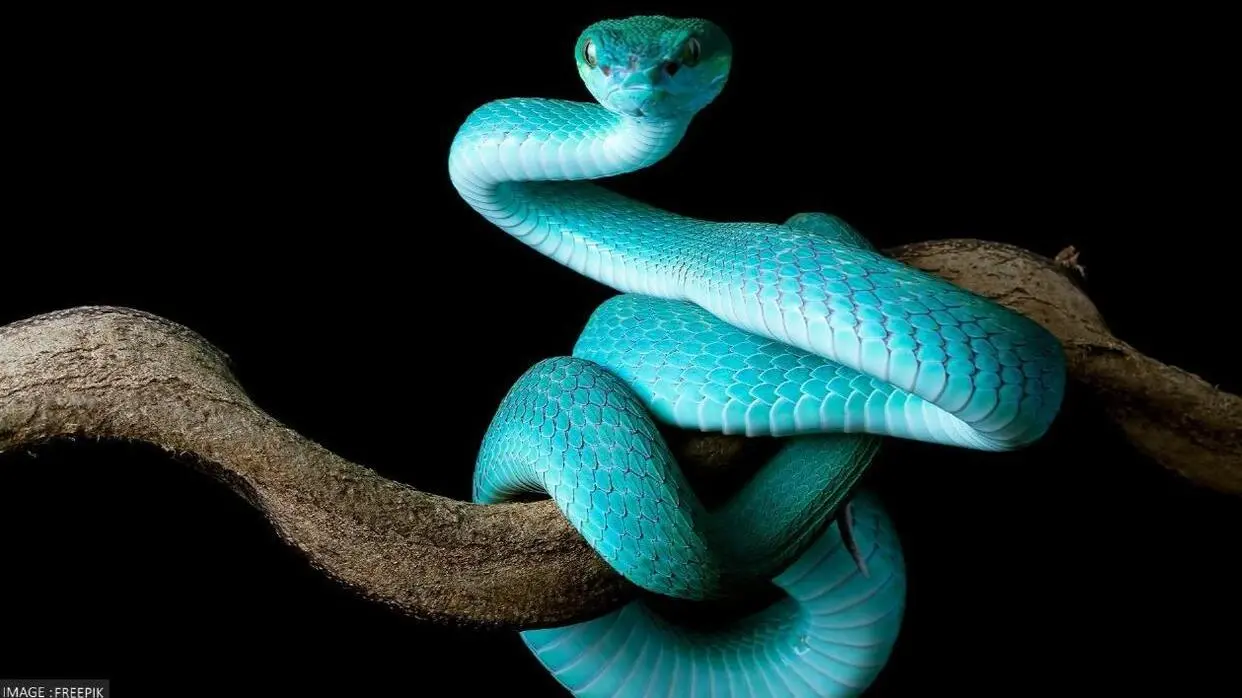 Kaal Sarp Dosh Ke Upay